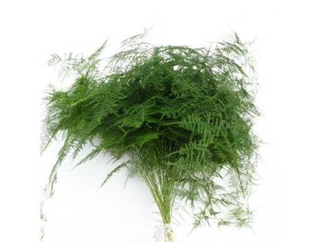 Лист Аспарагуса (Asparagus Setaceu) 45