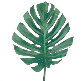 Лист Монстеры (Blad monstera) 50см