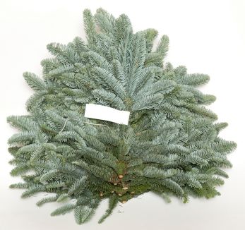 Нобилис (ель) белая (Abies Nobilis White) 80