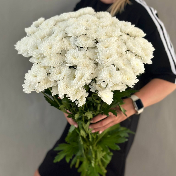 Хризантема кустовая Балтика