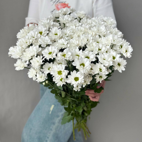 Хризантема кустовая Бакарди