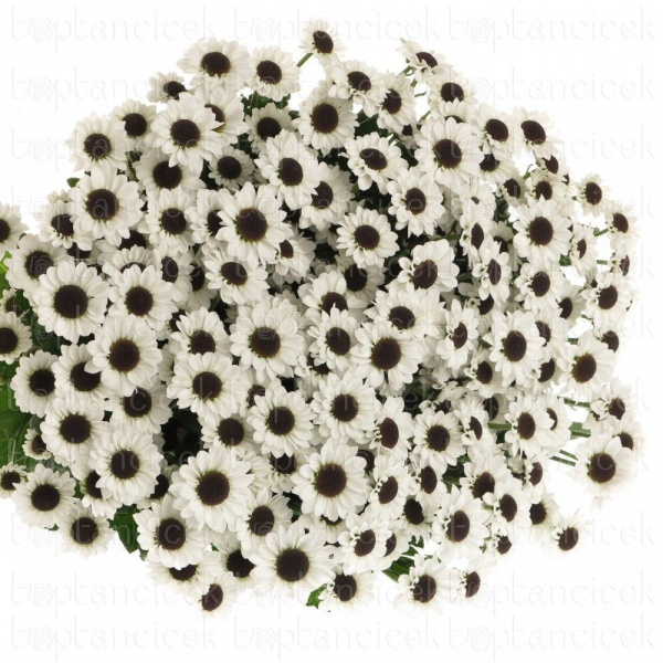 Сантини Инь Янь (Chrys sa yin yang) 55/90-130