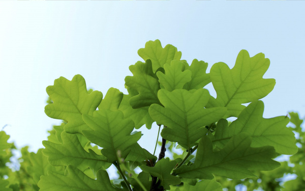 Листья Дуба (Leaf quercus (eik) rubra) 70
