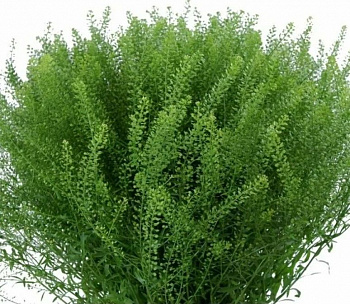 Тласпи Грин Бел (Thlaspi Green Bell) 70