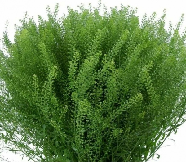 Тласпи Грин Бел (Thlaspi Green Bell) 70