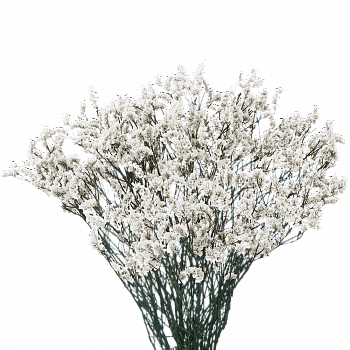 Лимониум белый (Limonium Crystal White) 