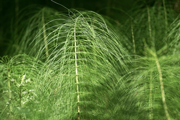 Хвощ (Leaf snakegrass (equisetum rush)) 90