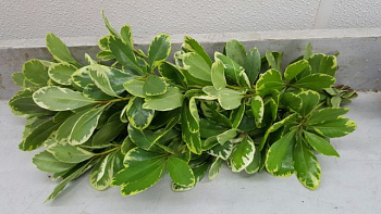 Питтоспорум 40см (Blad pittosporum ilan) 