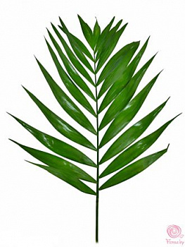 Лист Чики (Blad Tepee) 70