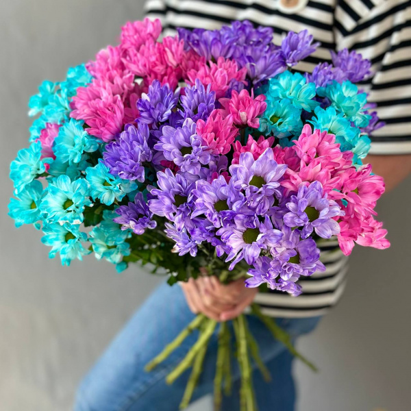 Хризантема кустовая Баккарди крашенная