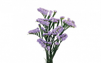 Лимониум (Limonium Mix) 60