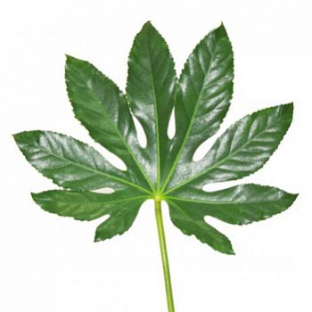 Лист Аралии (Blad Aralia) 60